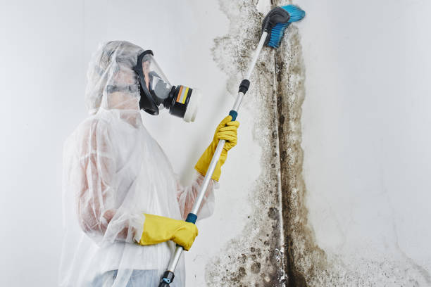 Why You Should Choose Our Mold Remediation Services in Hawthorne, FL