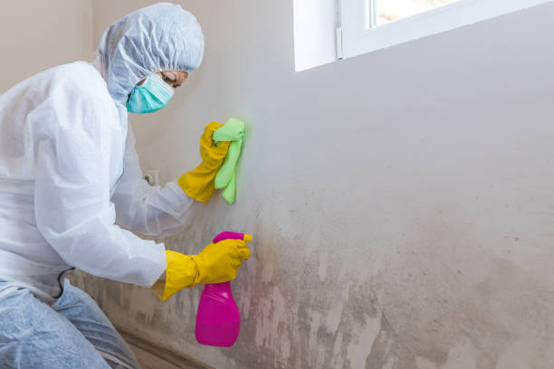 Professional Mold Inspection in Hawthorne, FL