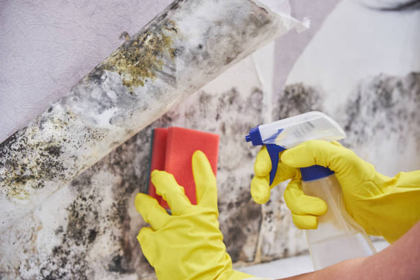 Mold Remediation for Rental Properties in Hawthorne, FL